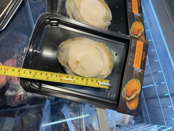 Australian 1/2 green border abalone